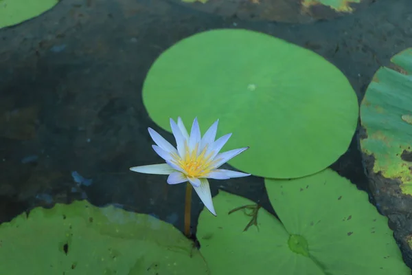 Lotus Bleu Avec Des Feuilles Vertes Dans Étang — Photo