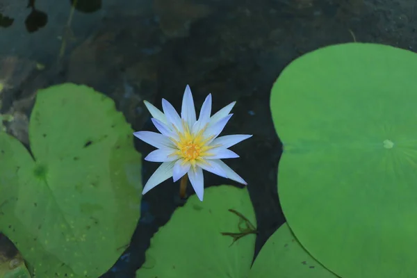 Lotus Bleu Fleur Avec Feuille Verte Sur Eau Étang — Photo