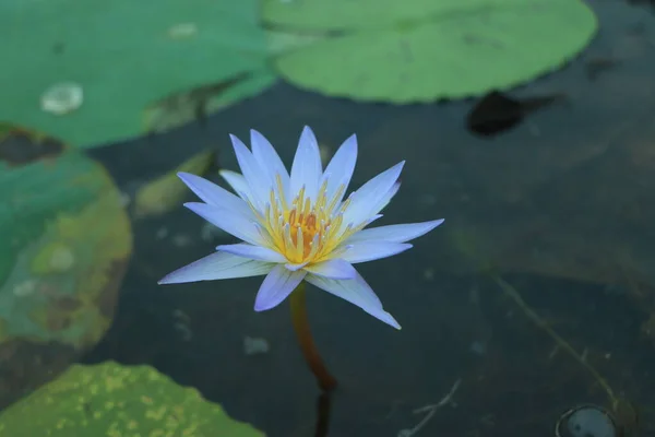 blue lotus or water lily flower blooming in lake water surface
