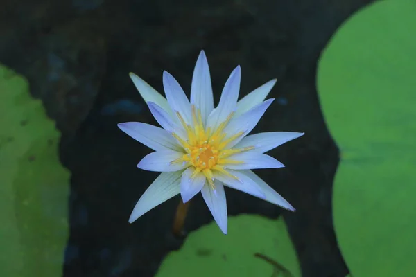 Прекрасный Цветок Лотоса Водяной Лилии Пруду — стоковое фото