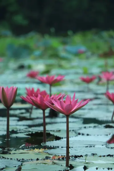 Beautiful Pink Lotus Water Plant Pond — Stock Photo, Image