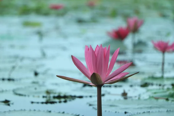 Loto Rosado Nenúfar Flotando Agua — Foto de Stock