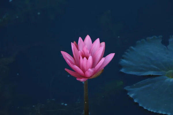 Pink lotuses bloom on an ornamental pond in the garden. Lotus flower or pink water Lily lat. Floral natural background. Bright sunlight.One flower close-up in selective focus