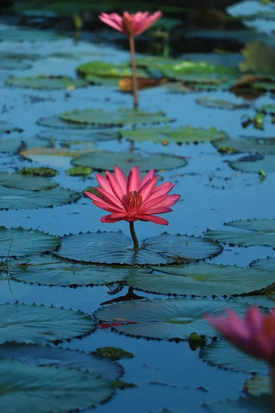 Pink Lotus Flower Water Lily Floating Water — Stock Photo, Image