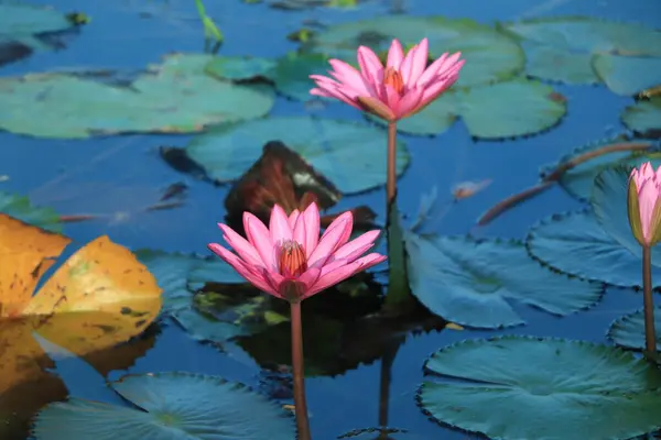 Pink Lotus Lotus Leaf Water — Stock Photo, Image