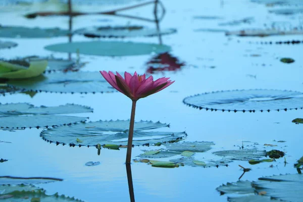 Pink Water Lily Green Leaf — Stock Photo, Image