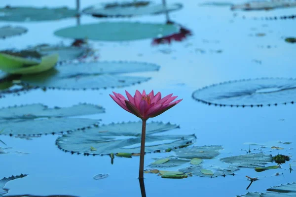 Beautiful Pink Lotus Water Plant Reflection Pond — Stock Photo, Image