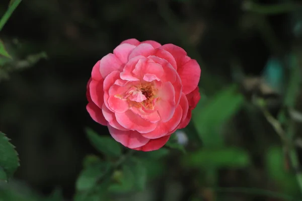 Rosa Rosa Crescendo Uma Fazenda — Fotografia de Stock