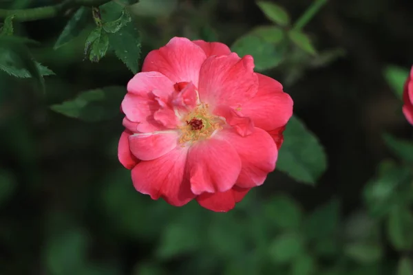 近景宏观图片美丽的浅色玫瑰 — 图库照片