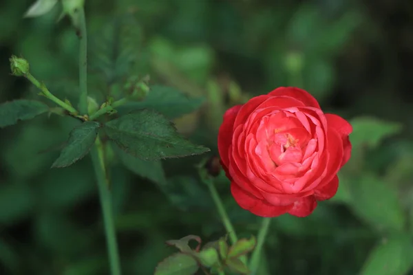 Czerwona Pojedyncza Róża Kwitnąca Przestrzenią Kopiowania — Zdjęcie stockowe