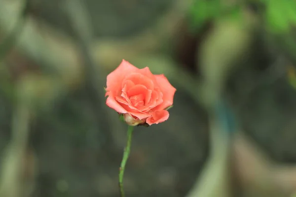 Blooming Yellow Rose Garden — Stock Photo, Image