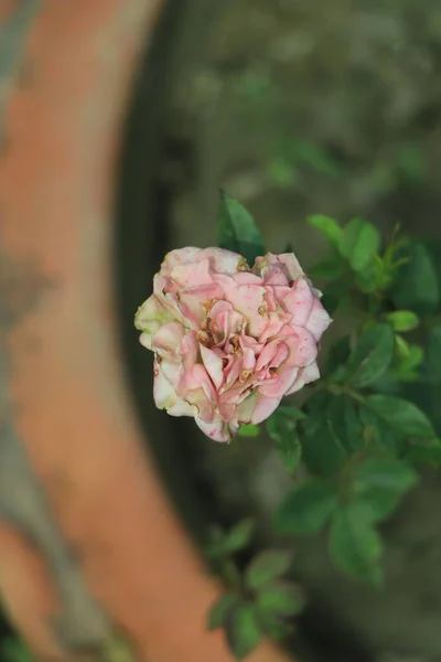 Light pink flower in selective focus blooming on a garden