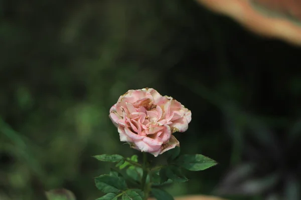 Крупним Планом Квітуча Рожева Троянда Городі — стокове фото