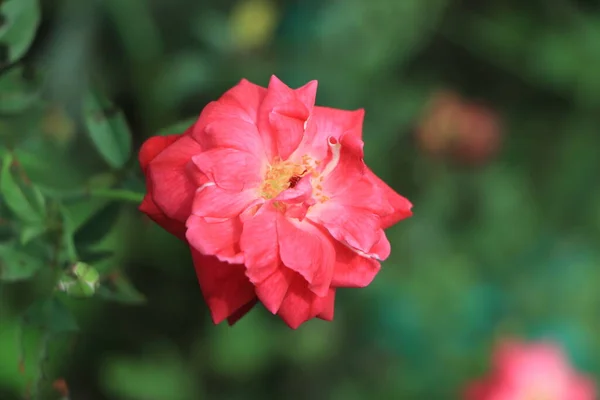 Rosa Rossa Rosa Sulla Luce Diretta Del Sole Con Sfondo — Foto Stock