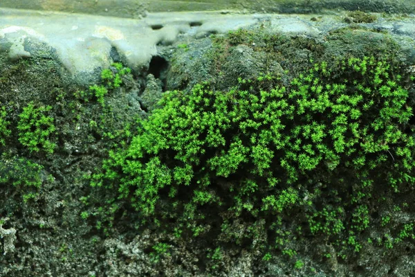 Foto Que Representa Musgo Verde Brillante Una Vieja Pared Piedra —  Fotos de Stock