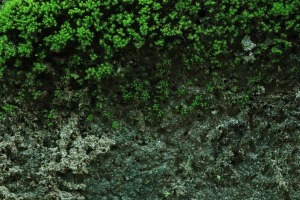 Decorative green moss used for interior design as creative background, decoration of modern living and office spaces, natural texture of reindeer moss. Wall with lichen