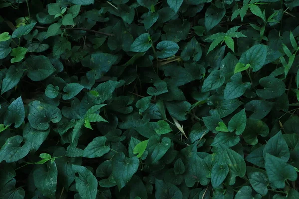 Quadro Completo Folhas Verdes Textura Fundo Folha Tropical — Fotografia de Stock