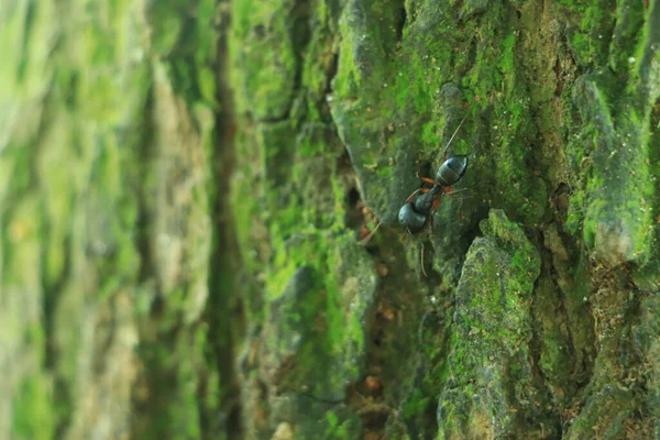 Закрыть Кору Tree Stump Старое Дерево Много Лет Поглотитель Углерода — стоковое фото