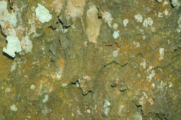 Παλιά Υφή Δέντρου Φόντο Closeup Ξύλινη Υφή — Φωτογραφία Αρχείου