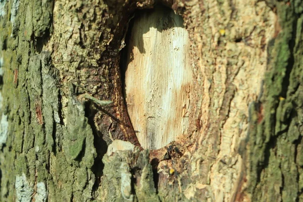 Υφή Φλοιού Δέντρου Παλιό Δέντρο Ξύλινο Φόντο Υφή — Φωτογραφία Αρχείου