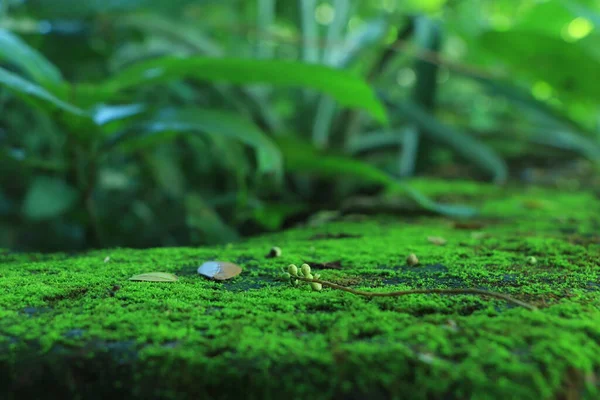 Зелений Мох Фон Природи Джунглях — стокове фото