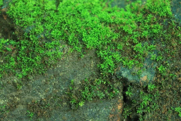 Hermoso Musgo Verde Cerca Textura Musgo Moss Fondo Abstracto —  Fotos de Stock