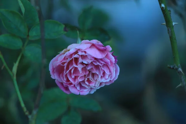 Рожева Троянда Або Квітка Троянди Саду — стокове фото