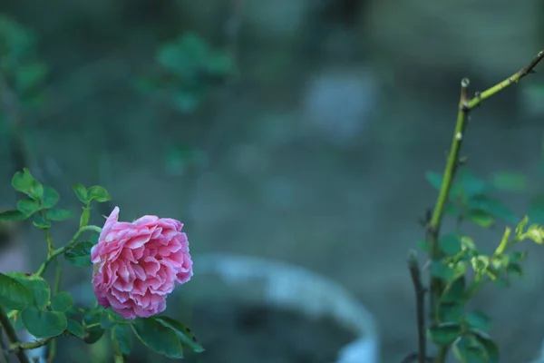 Fotokopi Alanı Olan Pembe Çiçek — Stok fotoğraf