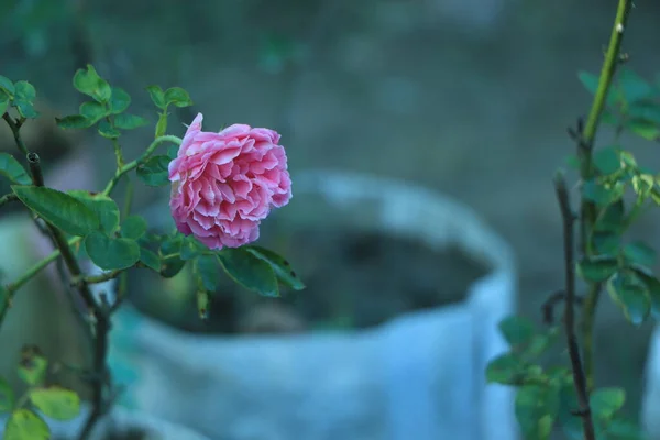 Flor Rosa Jardim Com Espaço Cópia — Fotografia de Stock