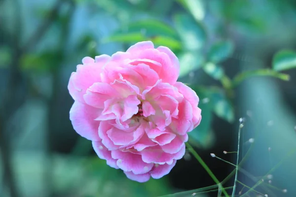 Růžová Růže Květiny Detailně Kolem Trávy Zahradě Znamení Lásky — Stock fotografie