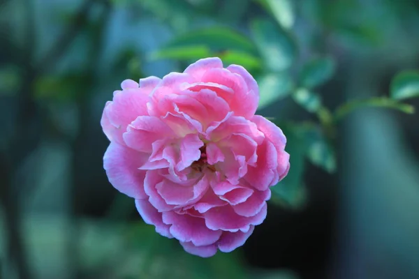 Pink Rose Closeup Garden — Stock Photo, Image