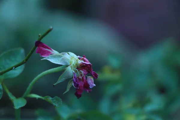 Rosa Rosa Morrendo Por Causa Poluição — Fotografia de Stock