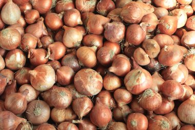 Markette soğan bulundu. Soğan konsepti. Tezgahta soğanlar