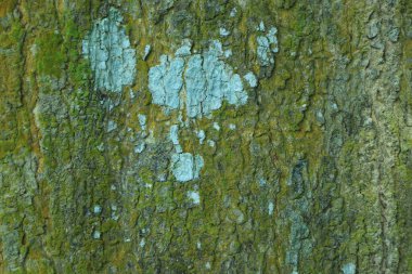 Arkaplan için ahşap dokuyu kapat