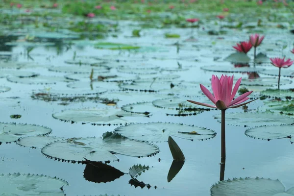 Rain Drops Water Beautiful Pink Waterlily Lotus Flower Pond Text — Stock Photo, Image
