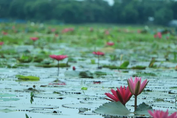 Beautiful Pink Waterlily Lotus Flower Pond — Stock Photo, Image