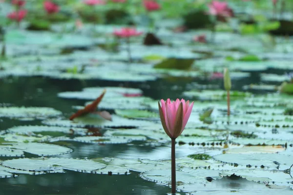 Pink Lotuses Bloom Ornamental Pond Garden — Stock Photo, Image