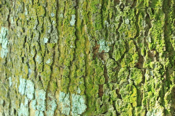 Reliéfní Textura Hnědé Kůry Stromu Zeleným Mechem Lišejníky Něm Rozšířené — Stock fotografie