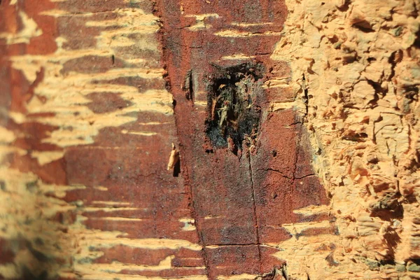 Textura Del Tronco Del Árbol Para Fondo — Foto de Stock