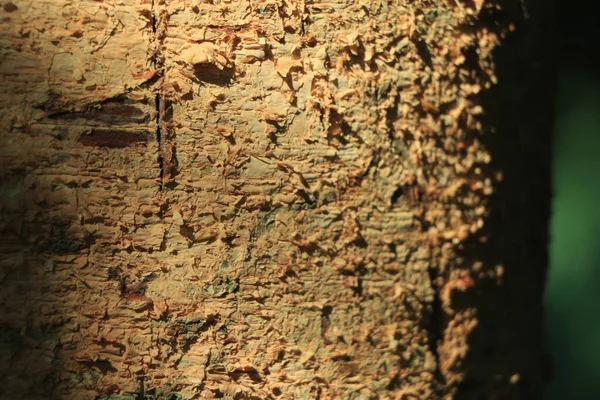 Dikişsiz Ağaç Kabuğu Arka Plan Eski Ağacın Kahverengi Dokusu — Stok fotoğraf