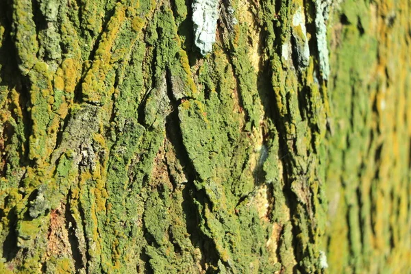 Υφή Κορμού Δέντρου Ξύλινο Φόντο — Φωτογραφία Αρχείου