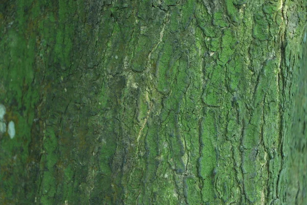 Dikişsiz Ağaç Kabuğu Arka Plan Eski Ağacın Kahverengi Dokusu — Stok fotoğraf