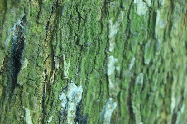 Πράσινη Υφή Δέντρου Για Φόντο — Φωτογραφία Αρχείου