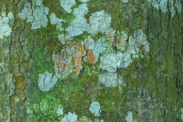 Corteza Olmo Textura Sin Costura — Foto de Stock