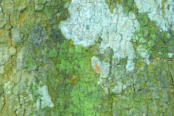 Υφή Φλοιού Δέντρου Φόντο Closeup — Φωτογραφία Αρχείου