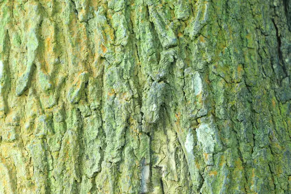Ανάγλυφη Υφή Φλοιού Βελανιδιάς Πράσινα Βρύα Πανοραμική Φωτογραφία Της Δρύινης — Φωτογραφία Αρχείου