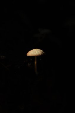Toadstool, ormanın içinde zehirli bir mantarın fotokopisini çek.