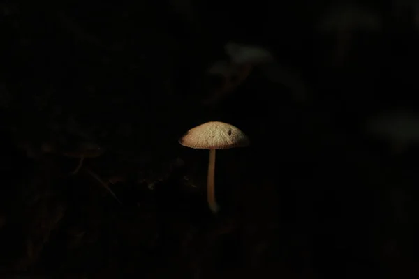 Mushroom Dark Background Tree Trunk — Stock Photo, Image