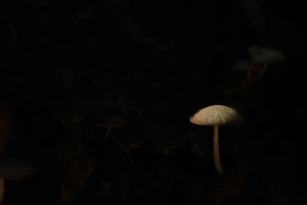 具有绿色背景和复制空间的树干上的蘑菇 — 图库照片