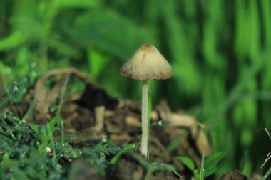 Ormanda mantar ve kış sabahı güneşi.